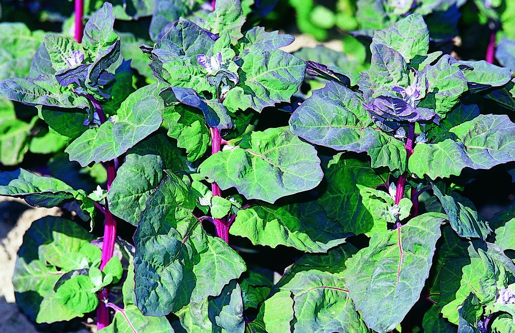 Atriplice degli Orti – 10 Semi, Foglia Edibile, Orto, Insalata, Facile da Coltivare, Alta Germinabilità, Non-GMO