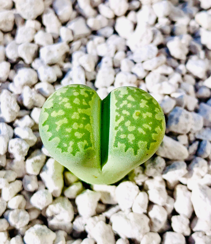 Lithops julii - 10 Semi – Alta Germinabilità, Varietà Selezionata, Non-GMO