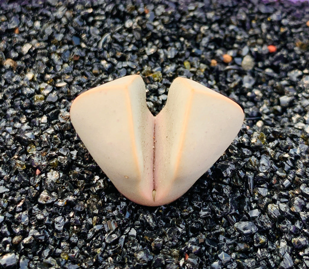Lapidaria - 10 Semi – Alta Germinabilità, Varietà Selezionata, Non-GMO