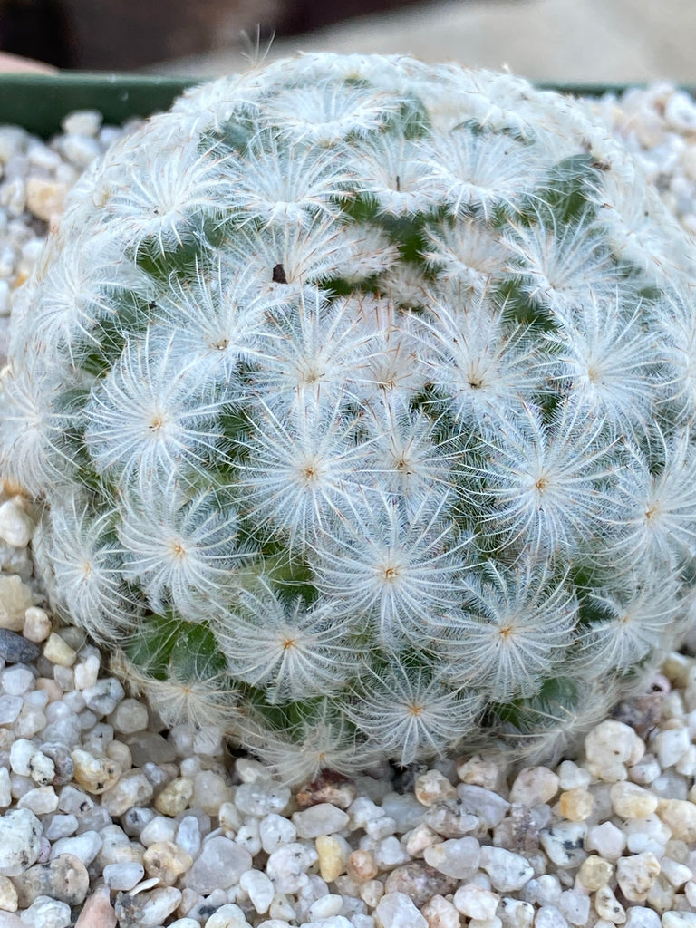 Mammillaria plumosa - 10 Semi – Alta Germinabilità, Varietà Selezionata, Non-GMO