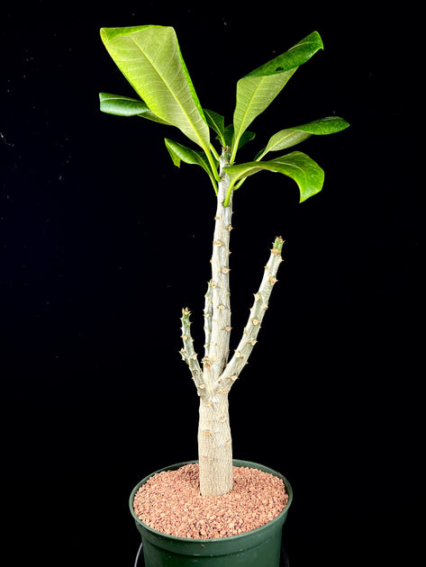 Pachypodium sofiense - 10 Semi – Alta Germinabilità, Varietà Selezionata, Non-GMO