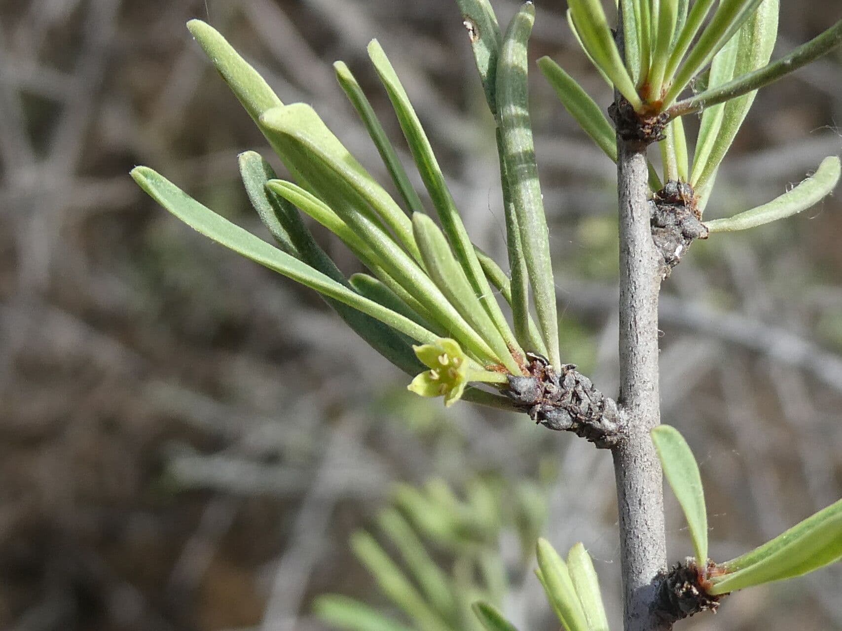 Rhamnus Lycioides – 10 Semi, Spinoso, Bacche, Esterno, Facile da Coltivare, Alta Germinabilità, Non-GMO