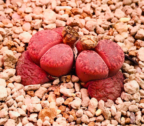 Lithops glaudinae - 10 Semi – Alta Germinabilità, Varietà Selezionata, Non-GMO
