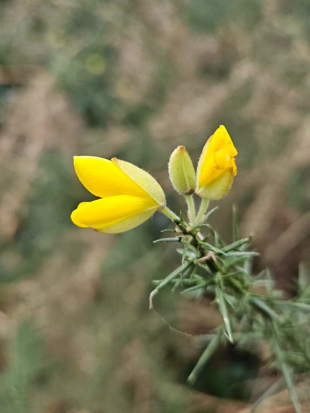 Ulex Minor – 10 Semi, Piccolo Arbusto, Giallo, Esterno, Facile da Coltivare, Alta Germinabilità, Non-GMO