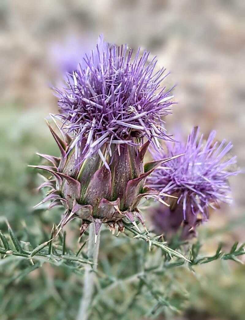 Cynara Humilis – 10 Semi, Cardo, Rustico, Urbano, Facile da Coltivare, Alta Germinabilità, Non-GMO