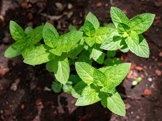 Menta Selvaggia - 1000 Semi, Molto Profumata, Zone Umide, Orto, Facile da Coltivare, Alta Germinabilità, Non-GMO