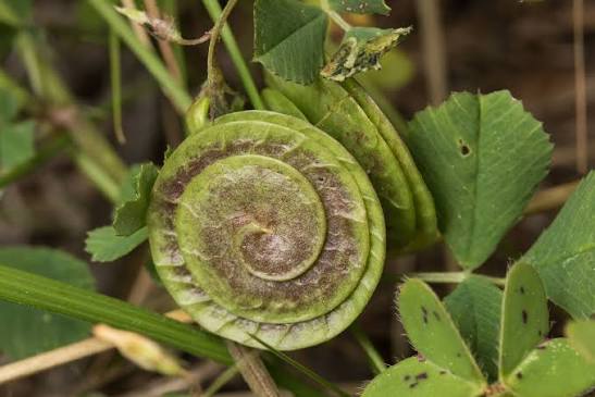 Medicago Orbicularis – 10 Semi, Leguminosa, Insetti, Campo, Facile da Coltivare, Alta Germinabilità, Non-GMO