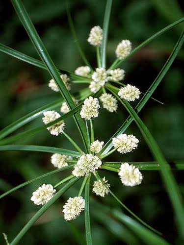 10 Semi di Cyperus Luzulae - Semi Freschi, Alta Germinabilità, No-GMO