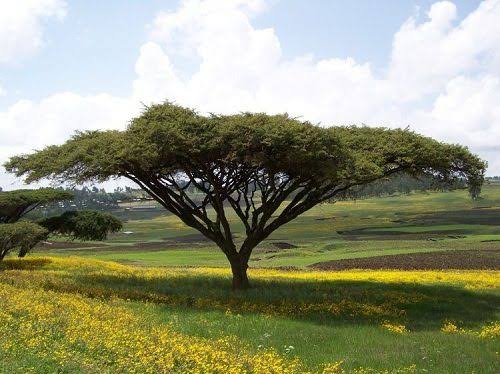 10 Semi di Acacia Abyssinica - Semi Freschi, Alta Germinabilità, No-GMO