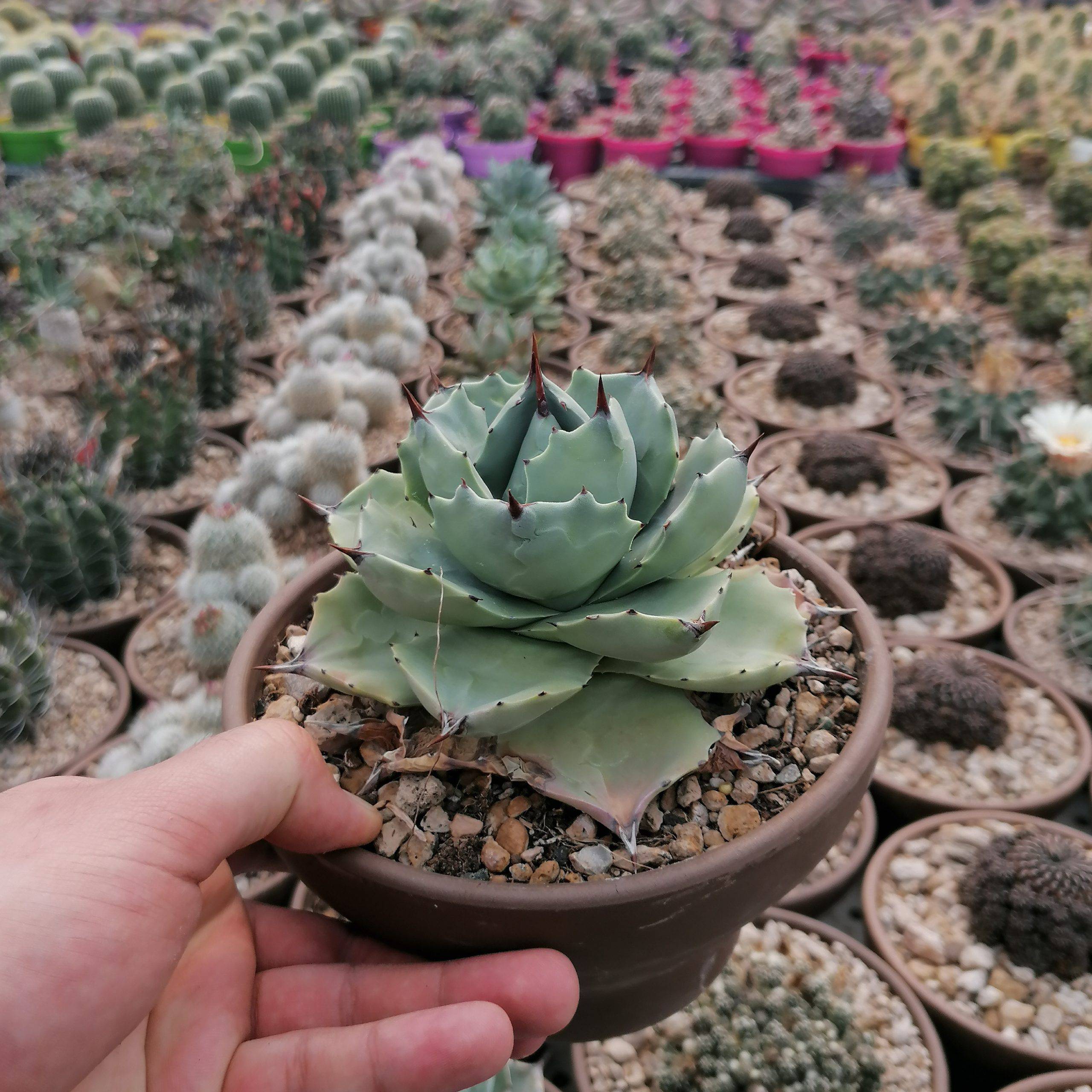 Agave potatorum Verschaffeltii – 10 Semi, Rosetta Compatta, Foglie Ornamentali, Succulenta, Facile da Coltivare, Alta Germinabilità, Non-GMO