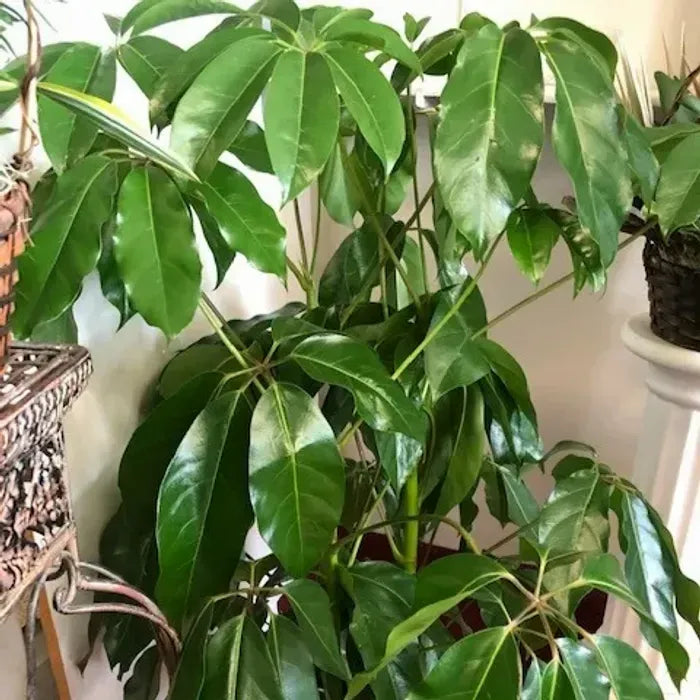 Schefflera actinophylla – 40 Semi, Albero Ombrello, Grandi Foglie, Ufficio, Facile da Coltivare, Alta Germinabilità, Non-GMO