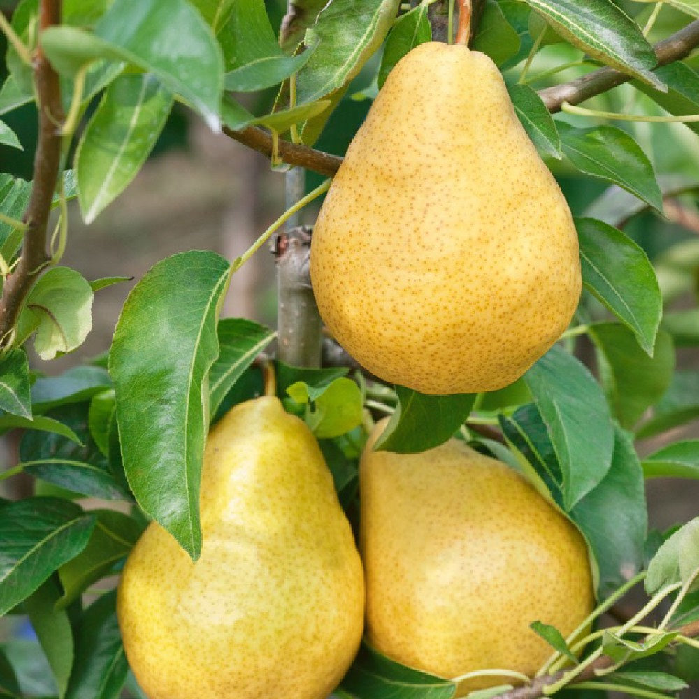 White William Pear – 10 Seeds, Thin Yellow Skin, Tender and Juicy, Ripens Mid-August, Easy to Grow, Non-GMO