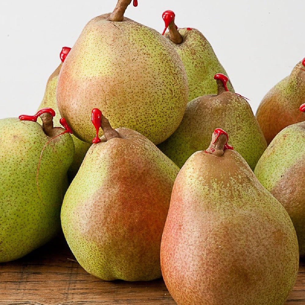 Pero Decana del Comizio – 10 Semi, Polpa Compatta e Succosa, Buccia Giallo-Verde, Maturazione Fine Settembre, Non-GMO