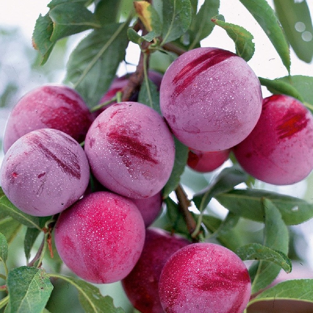 Santa Rosa Plum Tree – 10 Seeds, Large Fruit, Sugary Flesh, Ripens Mid-July, Easy to Grow, High Germinability, Non-GMO