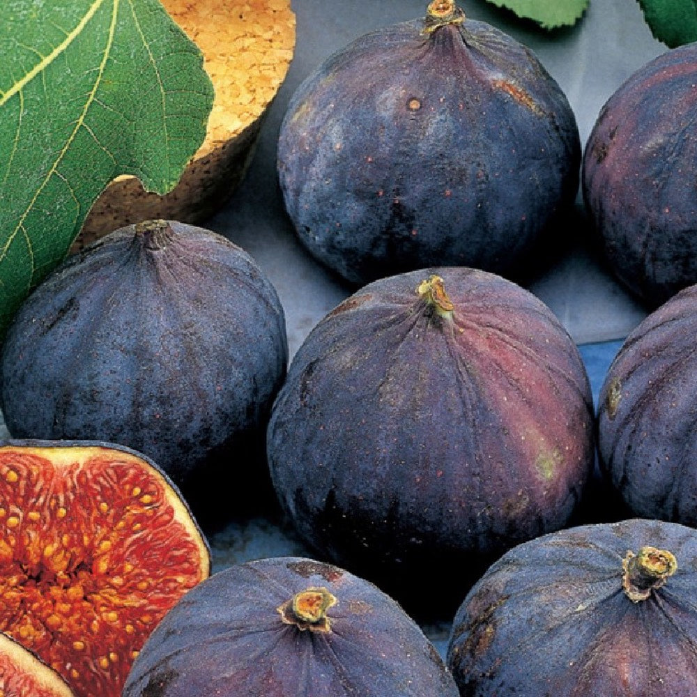 Fico Brogiotto Nero – 10 Semi, Buccia Nera Intensa, Polpa Rossa Mielosa, Maturazione metà Settembre, Non-GMO