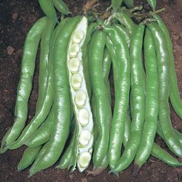 Fava Sciabola Verde – 20 Semi, Baccello Lungo, Colore Intenso, Orto, Facile da Coltivare, Alta Germinabilità, Non-GMO
