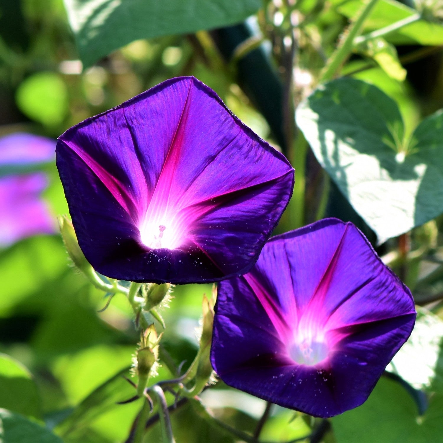 Ipomea Imperialis Mix – 10 Seeds, Vigorous Climber, Large Bell-Shaped Flowers, Colorful, Easy to Grow, High Germination, Non-GMO