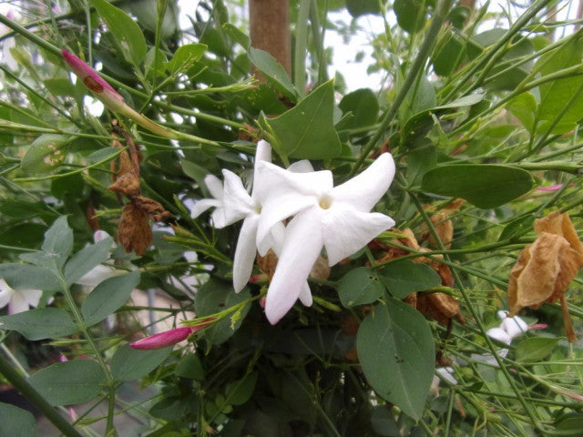 Jasminum grandiflorum – 30 Semi, Gelsomino di Sicilia, Grandi Fiori, Esterno, Facile da Coltivare, Alta Germinabilità, Non-GMO