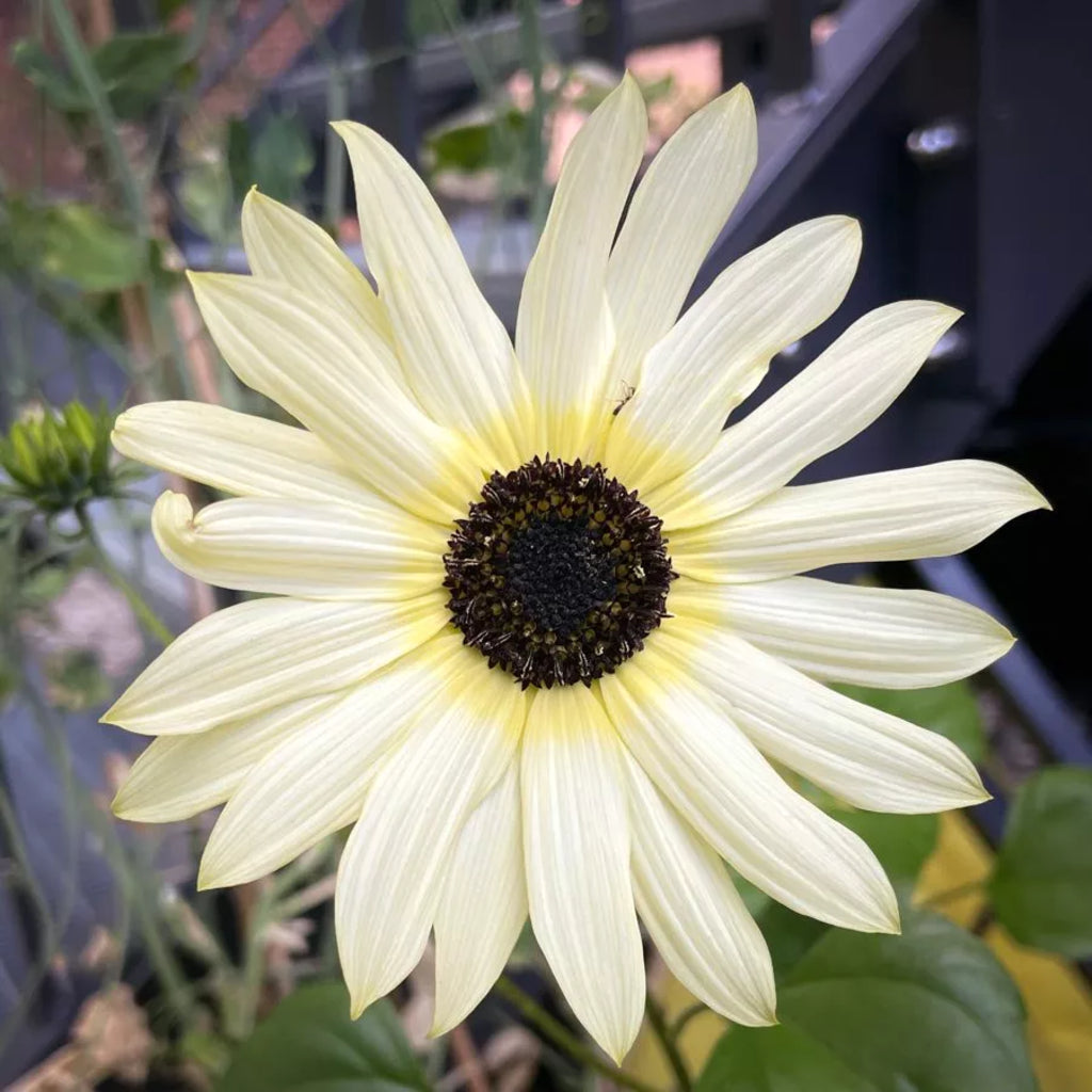 Girasole Vanilla Ice – 30 semi – Vaniglia delicato, fiore raffinato, perfetto per aiuole e mazzi floreali