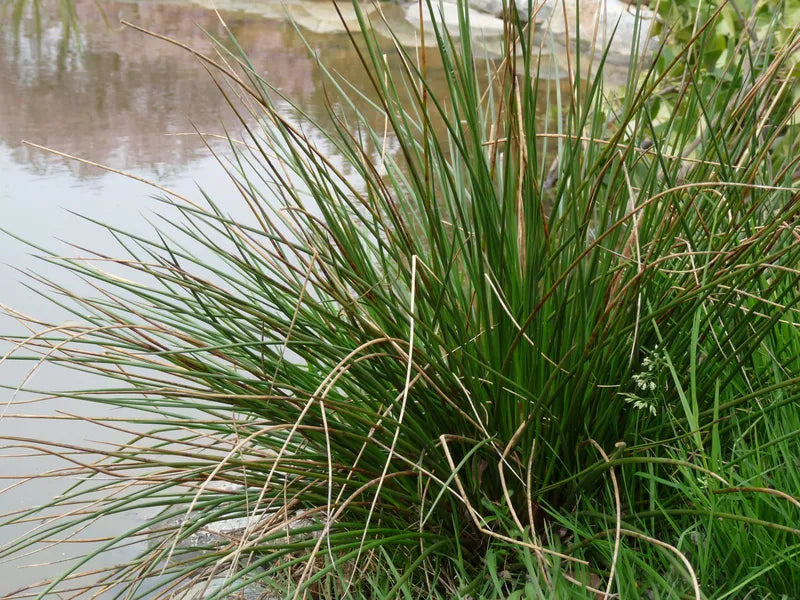Giunco Acuto – 10 Semi, Zone Umide, Giardino, Restauro, Facile da Coltivare, Alta Germinabilità, Non-GMO