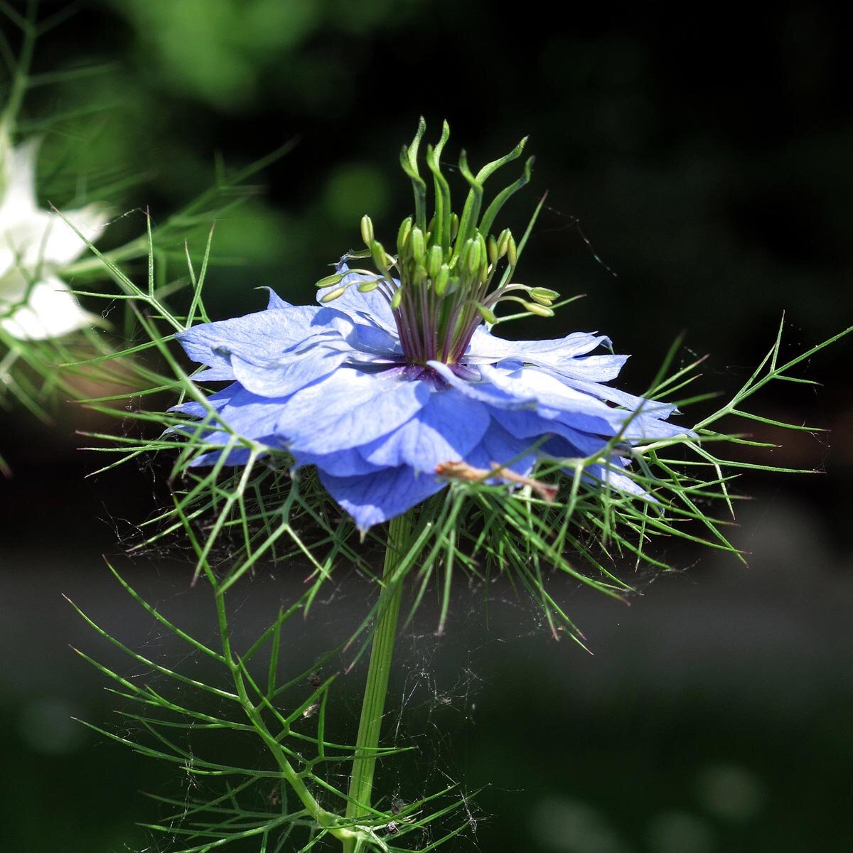 Damigella – 10 Semi, Nigella, Fiori Blu, Giardino, Facile da Coltivare, Alta Germinabilità, Non-GMO