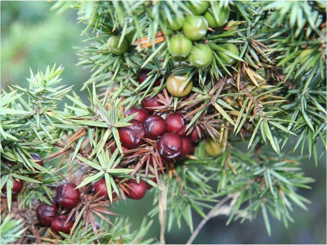 Ginepro Coccolone – 10 Semi, Mediterraneo, Bacche Grandi, Facile da Coltivare, Alta Germinabilità, Non-GMO