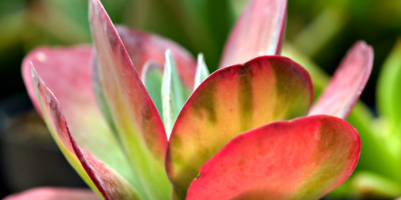 Kalanchoe thyrsiflora – 10 Seeds, Cabbage Plant, Red Paddle Leaves, Succulent, Easy to Grow, High Germination, Non-GMO