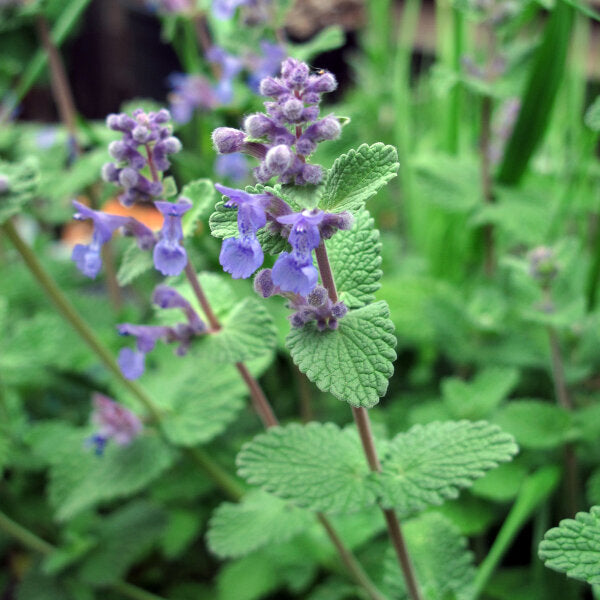 Nepeta Cataria – 10 Semi, Erba Gattaia, Profumata, Giardino, Facile da Coltivare, Alta Germinabilità, Non-GMO
