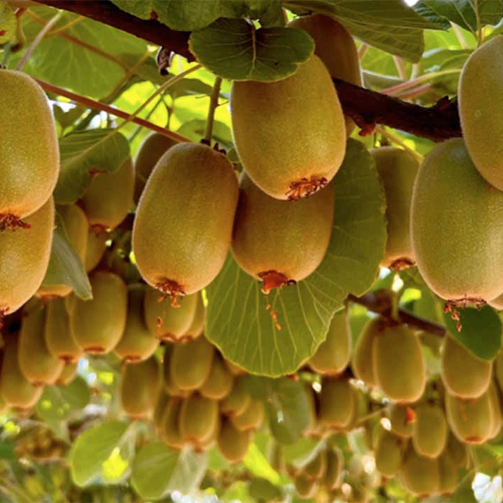 Kiwi Varietà Giallo Actinidia Chinensis – 25 Semi – Polpa Gialla, Sapore Dolce Tropicale, Ideale per Pergole, Non-GMO