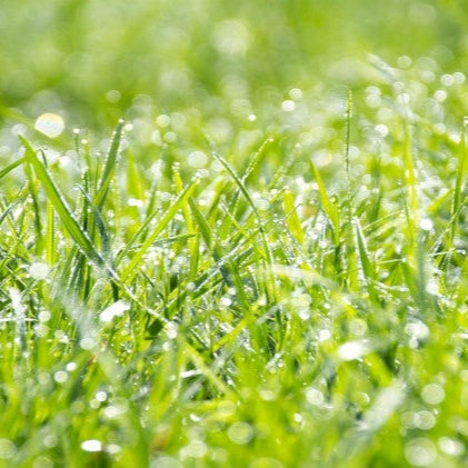 Semi di Prato Tenax Renew - 10.000 semi - Formula di rigenerazione rapida per riparare e riempire il prato.