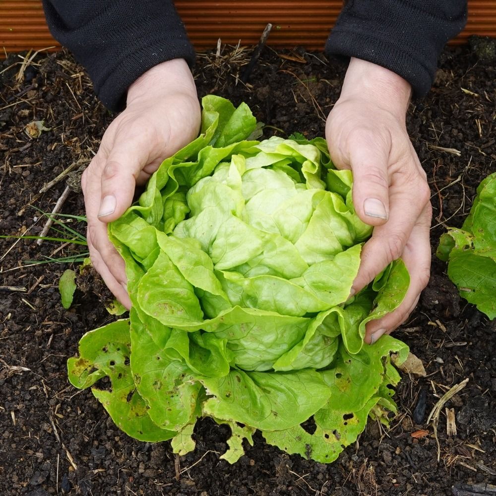 Queen of May Lettuce – 30 Seeds, Early, Tender Heart, Garden, Easy to Grow, High Germination, Non-GMO
