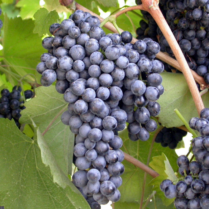 Semi di Lambrusco - 10 semi - Semi di Uva per Vino Rosso Frizzante dell'Emilia, Sementi per Vite Facile da Coltivare, Non OGM per Orto