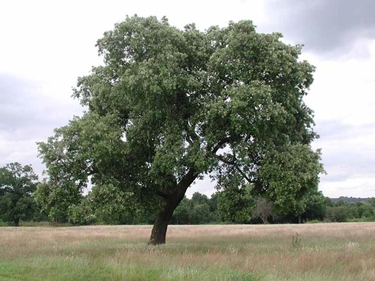 Leccio – 10 Semi, Sempreverde, Ombra, Mediterraneo, Facile da Coltivare, Alta Germinabilità, Non-GMO