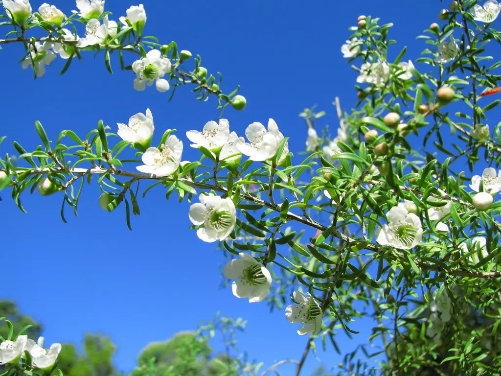 10 Semi di Jelly bush Leptospermum polygalifolium – Semi Freschi, Alta Germinabilità, No-GMO
