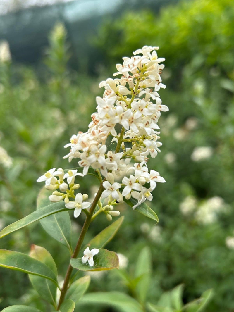 Ligustro Comune – 10 Semi, Bacche Nere, Siepe, Bordura, Facile da Coltivare, Alta Germinabilità, Non-GMO