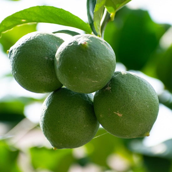 Limone Verdello Siciliano – 10 Semi– Alta Germinabilità, Varietà Selezionata, Non-GMO