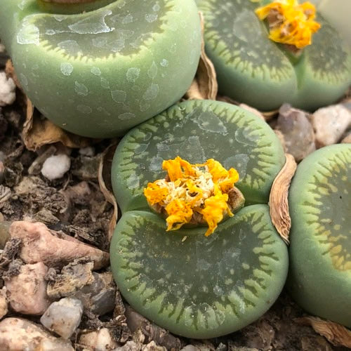 Lithops aucampiae - 10 Semi – Alta Germinabilità, Varietà Selezionata, Non-GMO