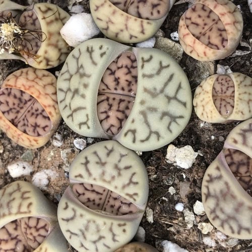 Lithops bromfieldii - 10 Seeds – High Germination, Selected Variety, Non-GMO