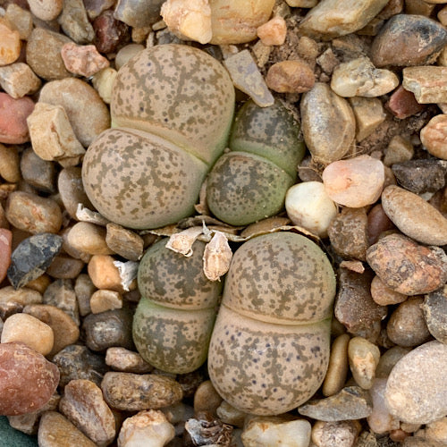 Lithops coleorum - 10 Semi – Alta Germinabilità, Varietà Selezionata, Non-GMO