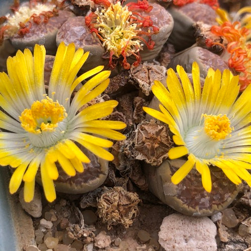 Lithops comptonii - 10 Seeds – High Germination, Selected Variety, Non-GMO