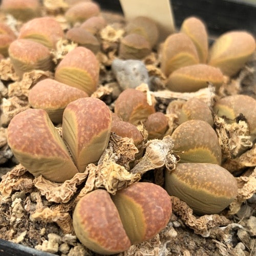 Lithops divergens - 10 Semi – Alta Germinabilità, Varietà Selezionata, Non-GMO