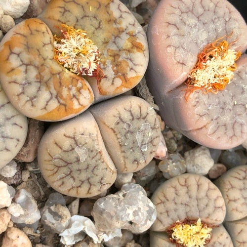 Lithops gracilidelineata - 10 Semi – Alta Germinabilità, Varietà Selezionata, Non-GMO