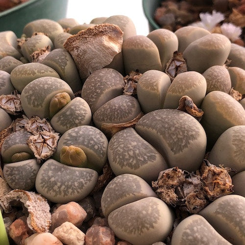 Lithops herrei - 10 Semi – Alta Germinabilità, Varietà Selezionata, Non-GMO