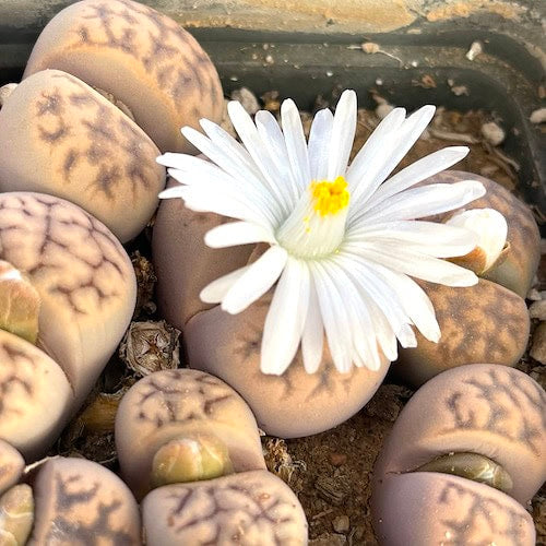 Lithops karasmontana - 10 Semi – Alta Germinabilità, Varietà Selezionata, Non-GMO