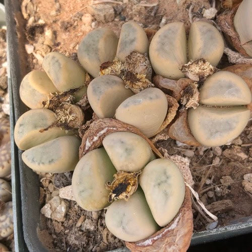 Lithops meyeri - 10 Semi – Alta Germinabilità, Varietà Selezionata, Non-GMO