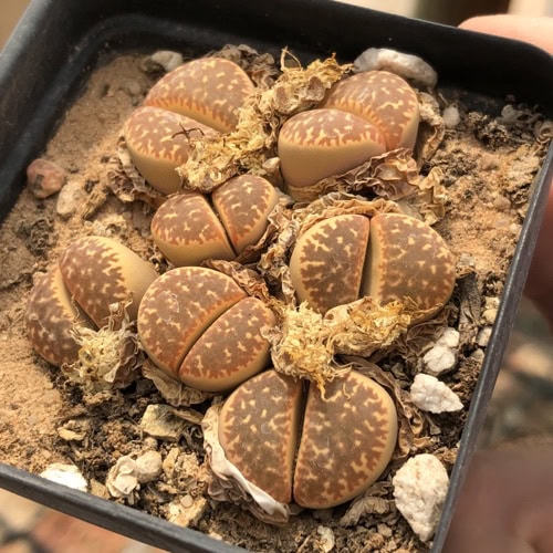 Lithops naureeniae - 10 Semi – Alta Germinabilità, Varietà Selezionata, Non-GMO