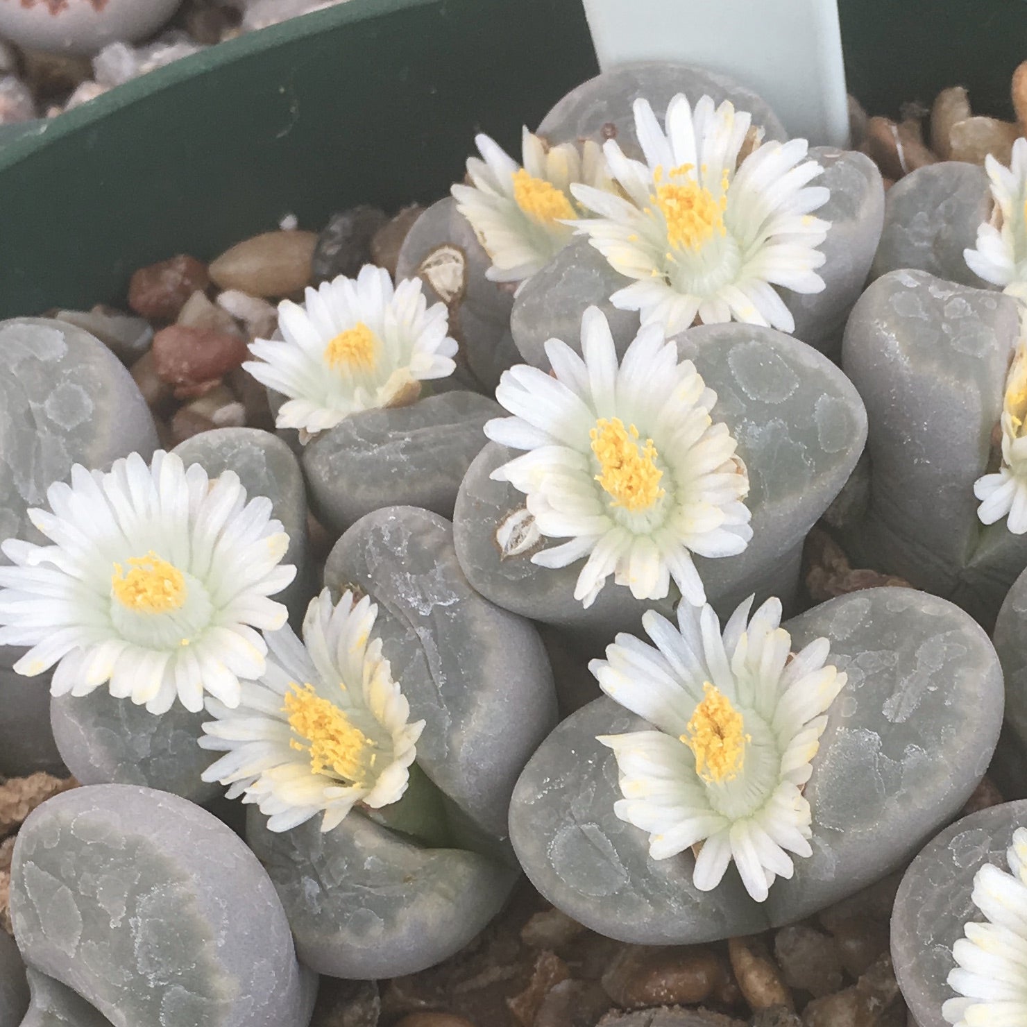 Lithops optica - 10 Semi – Alta Germinabilità, Varietà Selezionata, Non-GMO