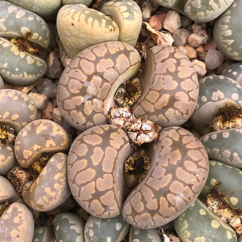 Lithops otzeniana - 10 Semi – Alta Germinabilità, Varietà Selezionata, Non-GMO