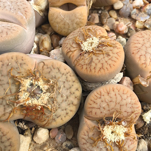 Lithops pseudotruncatella - 10 Semi – Alta Germinabilità, Varietà Selezionata, Non-GMO