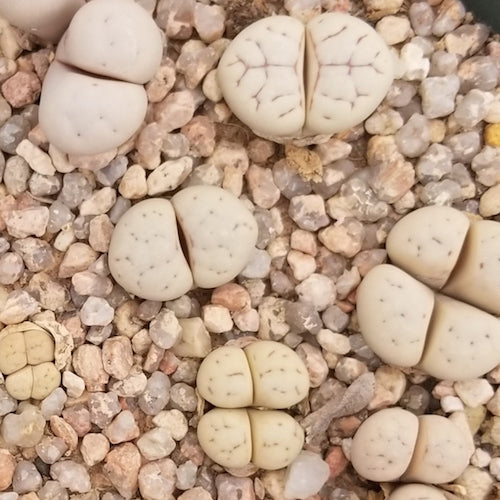 Lithops ruschiorum - 10 Semi – Alta Germinabilità, Varietà Selezionata, Non-GMO